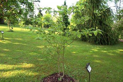 Sassafras albidum - sasafras lékařský - jarní habitus (2)